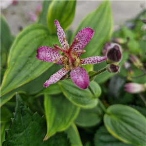 Tricyrtis 'Samurai'